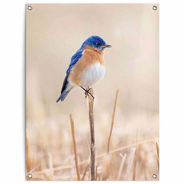 Reinders Poster "Blauer Vogel", Outdoor für Garten oder Balkon günstig online kaufen