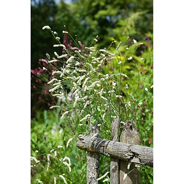 Sanguisorba Tenuifolia Hohe Wiesenknopf Ca. 11x11 cm Topf günstig online kaufen