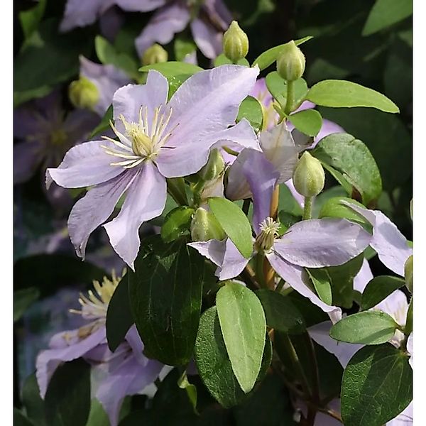 Waldrebe Justa 60-80cm - Clematis günstig online kaufen