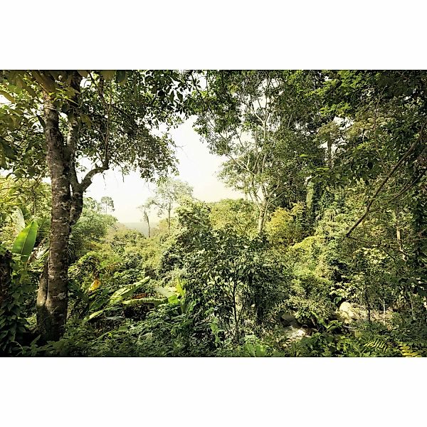 Komar Fototapete Vlies Dschungel  400 x 260 cm günstig online kaufen