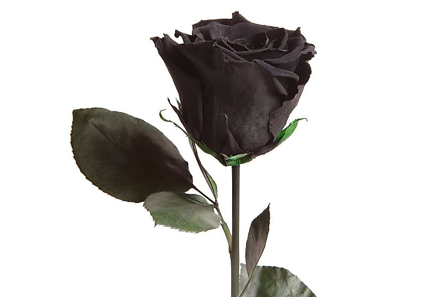 Kunstblume Ewige Rose konserviert mit Stiel echte haltbare Blume Rose, ROSE günstig online kaufen
