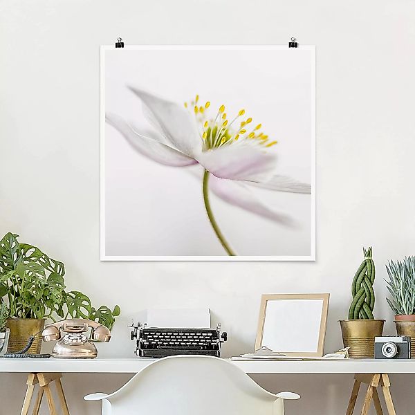 Poster Blumen - Quadrat Nemorosa günstig online kaufen