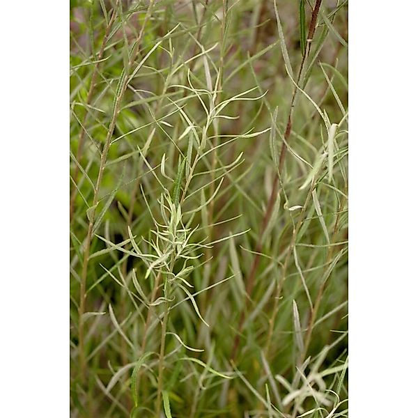 Salix Rosmarinifolia Rosmarin-Weide 60–100 cm günstig online kaufen