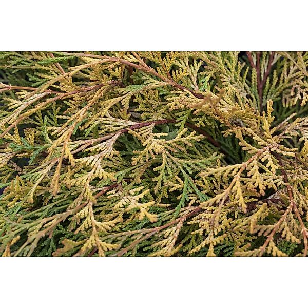 Chamaecyparis Obtusa Kamarachiba Gelbgrün 15–20 cm günstig online kaufen