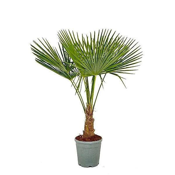 Sunny-Tree Trachycarpus Fortunei Chinesische Fächerpalme 120 bis 140 cm Sta günstig online kaufen