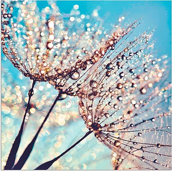 Artland Wandbild "Pusteblume Tröpfchenfänger", Blumen, (1 St.), als Alubild günstig online kaufen