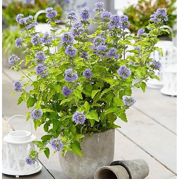 Bartblume Hint of Gold 40-60cm - Caryopteris clandonensis günstig online kaufen