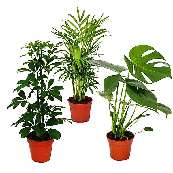 Exotenherz Zimmerpflanze Grünes Trio Set mit 3 Grünpflanzen Chamaedorea Mon günstig online kaufen