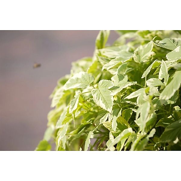 Aegopodium Podagraria Variegata Buntlaubiger Giersch Ca. 9x9 cm Topf günstig online kaufen