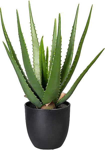 Künstliche Zimmerpflanze Aloe, Creativ green, Höhe günstig online kaufen
