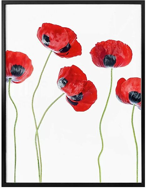 Wall-Art Poster "Mohnblumen", Blumen, (1 St.) günstig online kaufen