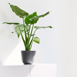 ECOPOTS Blumentopf Oslo Mini 16 Grau, günstig online kaufen