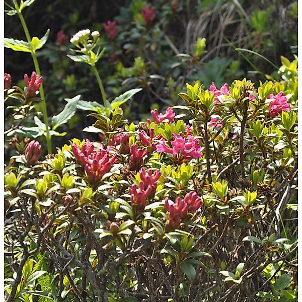 Rostblättrige Alpenrose 10-15cm - Rhododendron ferrugineum günstig online kaufen