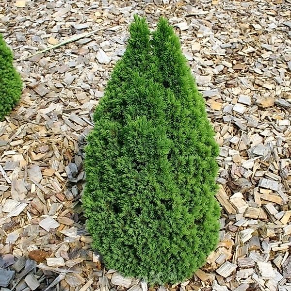 Zwerg Zuckerhutfichte Laurin 50-60cm - Picea glauca günstig online kaufen