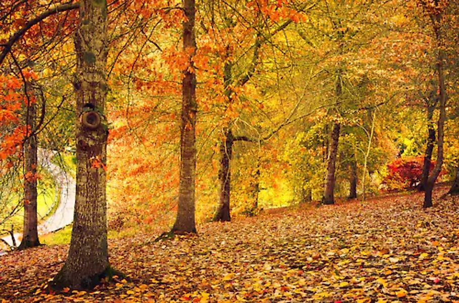 Papermoon Fototapete »Herbstwald« günstig online kaufen