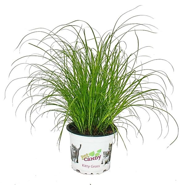 Exotenherz Katzengras Cyperus Alternifolius zur Verdauungsunterstützung von günstig online kaufen
