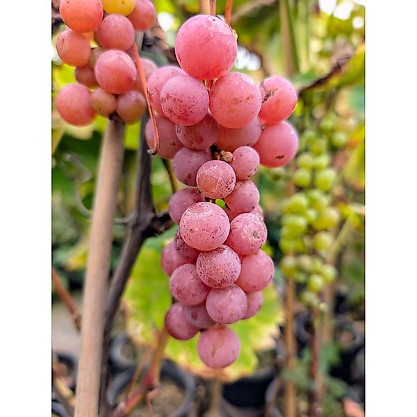 Weinrebe Suffolk Red, rot 60 - 80 cm Vitis vinifera günstig online kaufen