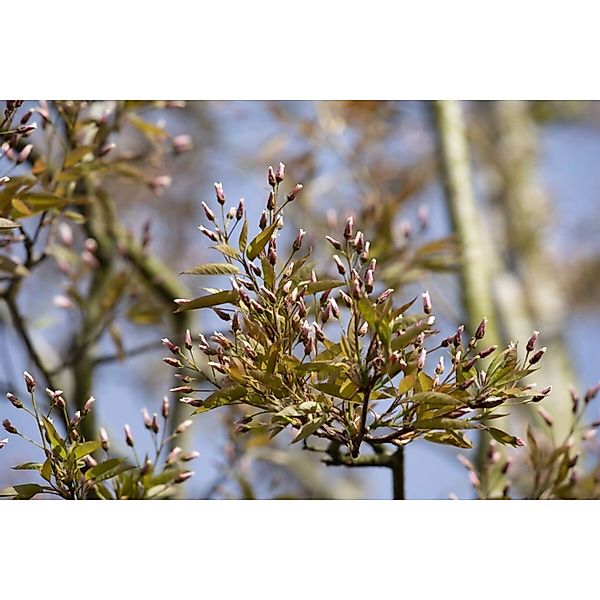 Amelanchier Arborea Robin Hill Felsenbirne Weiß-Rosa Blüten 150–200 cm günstig online kaufen