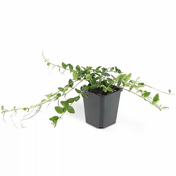 Exotenherz Bodendecker Kleines Immergrün Vinca Minor Alba Weißblühend 9cm T günstig online kaufen