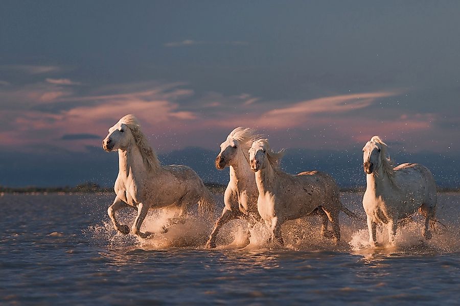 Papermoon Fototapete "Photo-Art ROSTOVSKIY ANTON, ANGELS VON CAMARGUE" günstig online kaufen