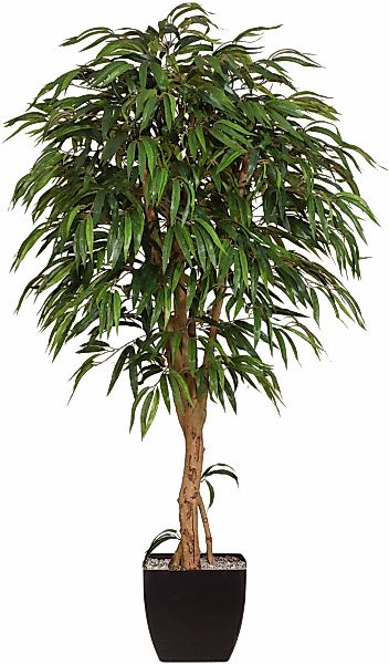 Kunstpflanze Weeping-Ficus, Creativ green, Höhe 180 cm günstig online kaufen