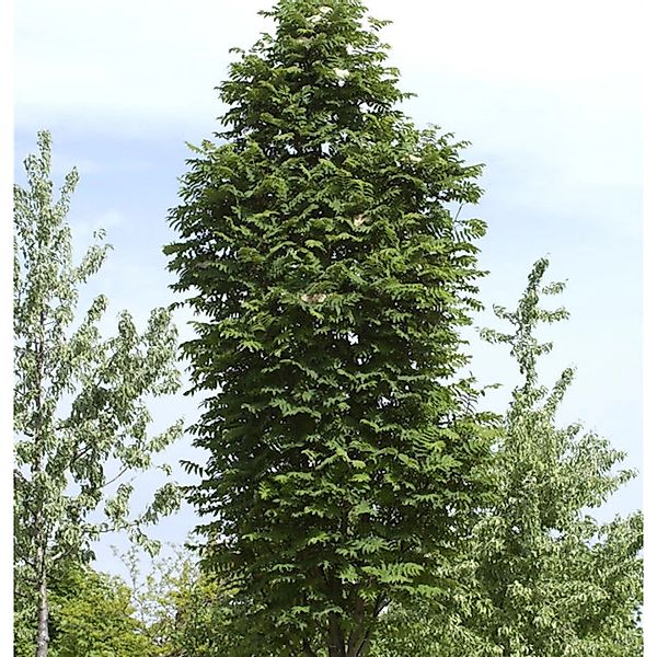 Pyramiden Eberesche 100-125cm - Sorbus aucuparia Fatigiata günstig online kaufen