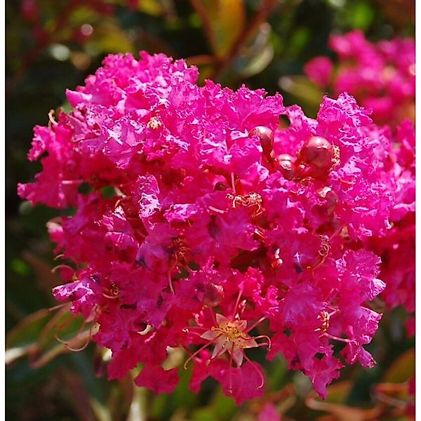 Chinesische Kräuselmyrte Berry Dazzle 40-60cm - Lagerstroemia indica günstig online kaufen