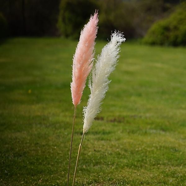 Pampasgras Staude groß rosa – Naturdeko ca. 145-150 cm Höhe günstig online kaufen