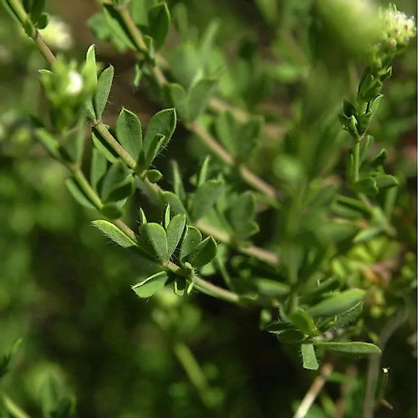 Backenklee - Dorycnium pentaphyllum germanicum günstig online kaufen