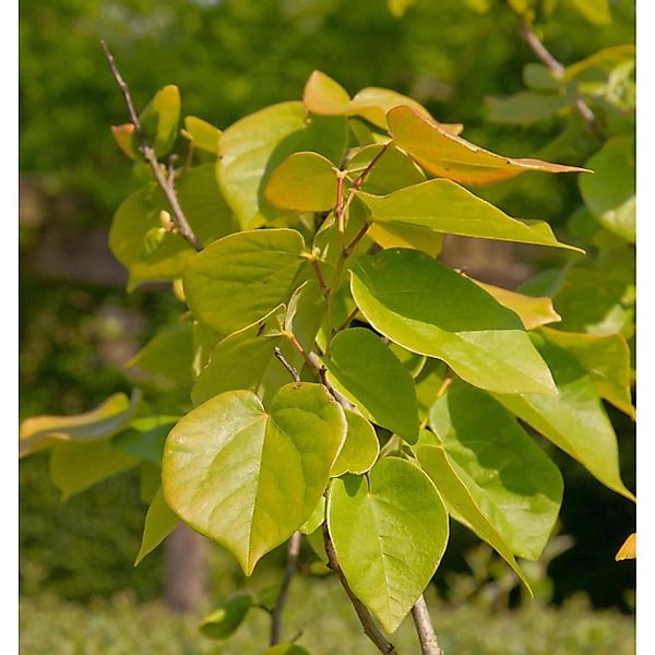 Kanadischer Judasbaum The Rising Sun 100-125cm - Cercis canadensis günstig online kaufen