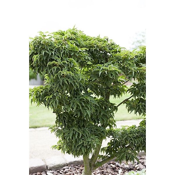 Acer Palmatum Kotohime Japanischer Ahorn Kompakt 100–125 cm günstig online kaufen