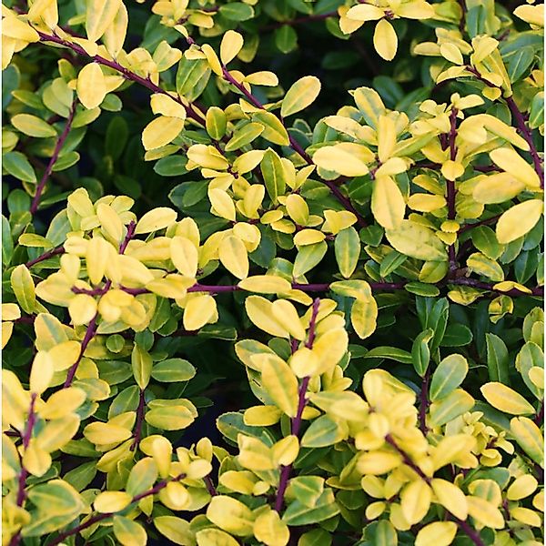 Kugelschnitt Gelber Bergilex Stechpalme 30-40cm - ilex crenata günstig online kaufen