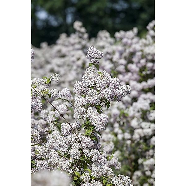 Deutzia 'Mont Rose' Deutzie 125-150 cm günstig online kaufen