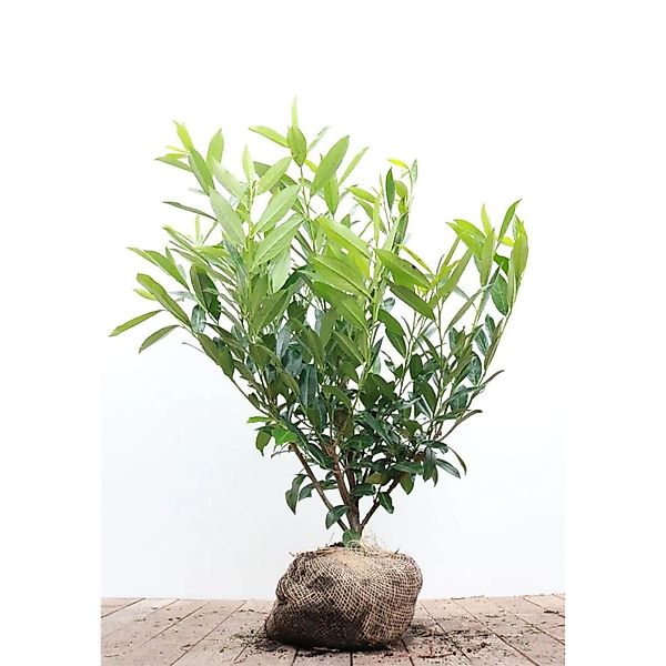 Prunus laurocerasus 'Caucasica' 80-100 cm günstig online kaufen