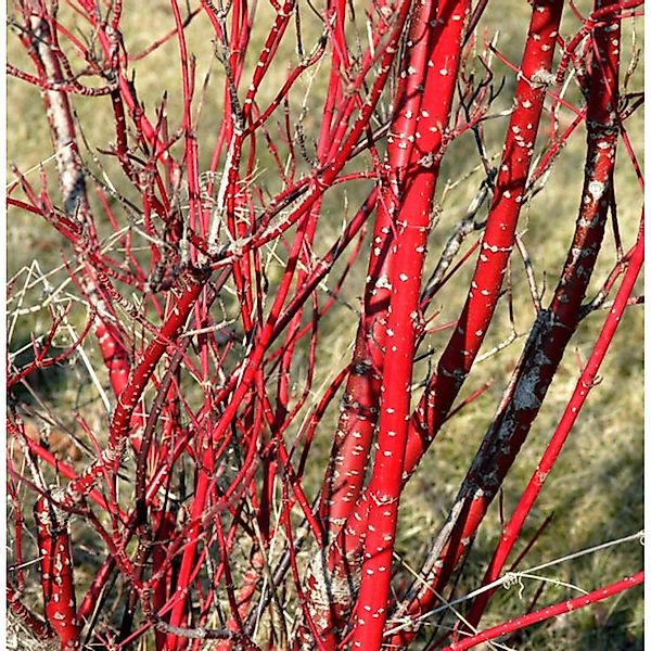 Purpur Hartriegel 60-80cm - Cornus alba günstig online kaufen