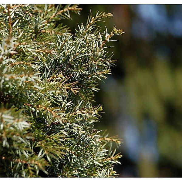 Schwedischer Säulen Säulenwacholder 40-60cm - Juniperus communis günstig online kaufen