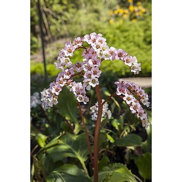 Bergenia Cordifolia Herzblatt Bergenie Ca. 11x11 cm Topf günstig online kaufen