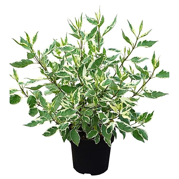 Weißbunter Hartriegel Ivory Halo Höhe ca. 50-60 cm Topf ca. 4,5 l Cornus al günstig online kaufen