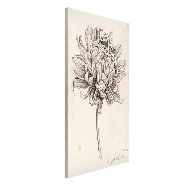 Magnettafel Blumen - Hochformat 3:4 Botanische Studie Chrysantheme I günstig online kaufen