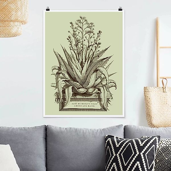 Poster Vintage Aloe Vera Americana Major günstig online kaufen