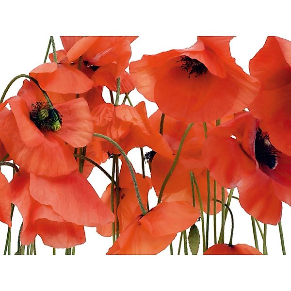 Sanders & Sanders Fototapete Blumen Rot 360 x 254 cm 600378 günstig online kaufen
