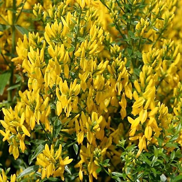 Färberginster Royal Gold 60-80cm - Genista tinctoria günstig online kaufen