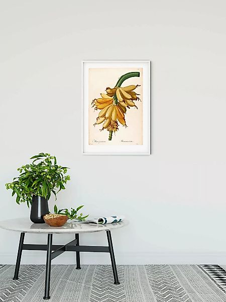 Komar Poster "Plantains", (1 St.) günstig online kaufen