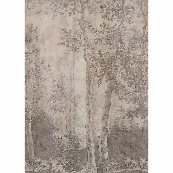 LOOKS by Wolfgang Joop Fototapete Vlies Birchtrees Grau 2,7 m x 3 m FSC® günstig online kaufen