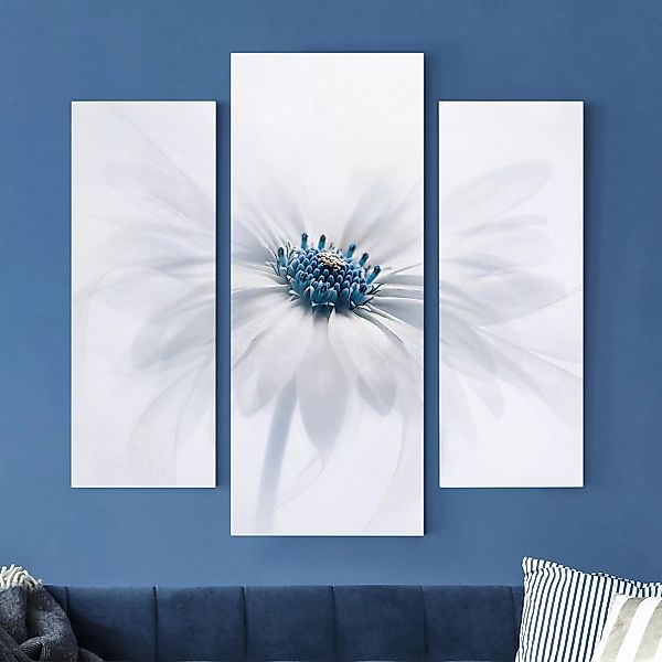 3-teiliges Leinwandbild Blumen - Querformat Gänseblümchen in Blau günstig online kaufen