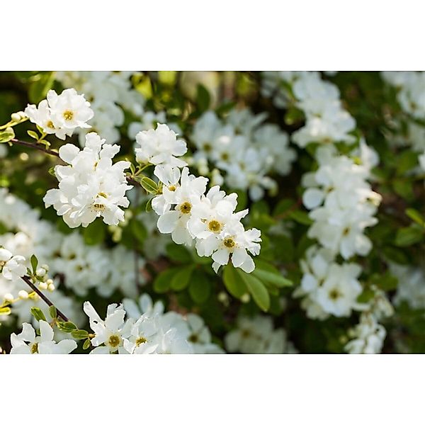 Exochorda Macrantha Perlmuttstrauch 120 cm Stammhöhe günstig online kaufen
