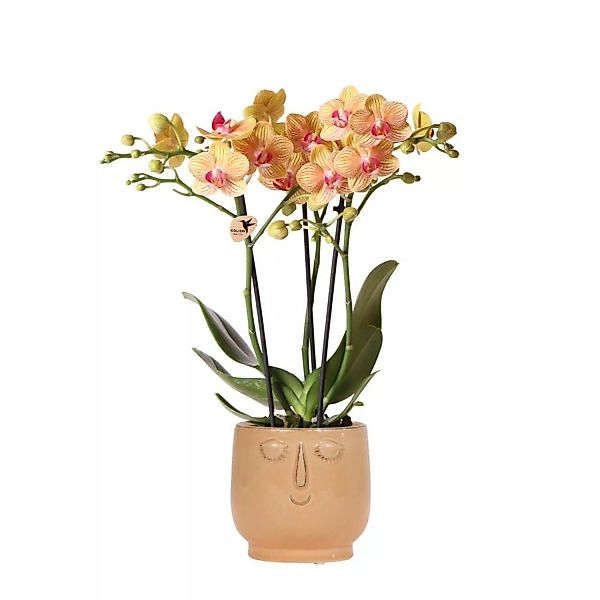 Kolibri Orchids Orange Phalaenopsis orchid Jamaica & Happy face Dekorativer günstig online kaufen