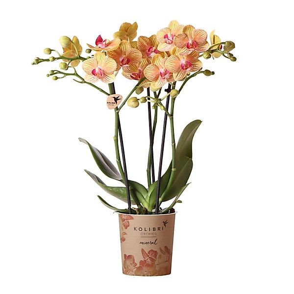 Kolibri Orchids Orange Phalaenopsis Orchidee 35cm Hoch Topfgröße 9cm günstig online kaufen