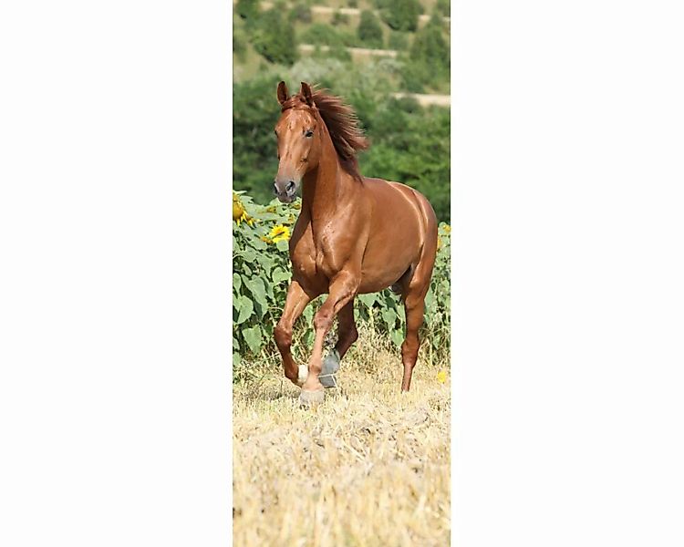 Dekopanel "Pferd" 1,00x2,50 m / Strukturvlies Klassik günstig online kaufen