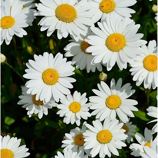 Gartenmargerite Starburst - Leucanthemum superbum günstig online kaufen